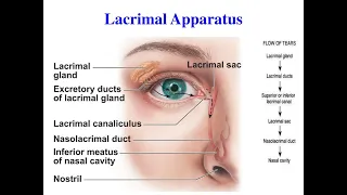 Mnemonics to remember COMPONENTS OF THE LACRIMAL APPARATUS