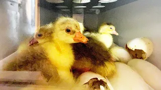 Welcome to the world, goslings! Hatching start to finish)