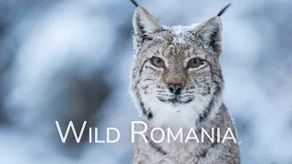 Wild Romania - trailer