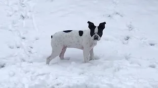 Playful puppy thrilled for his first very first snow experience