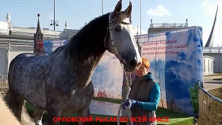 ОРЛОВСКИЕ РЫСАКИ НА ЮЖНОМ КРУГЕ ВДНХ