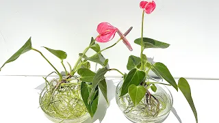 How to Grow Anthurium In Water