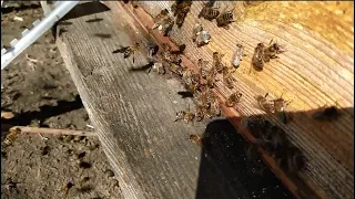 Нечаянная пыльца для пчёл.