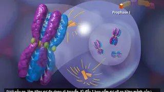 0 Meiosis  Crossing Over and Variability 3D Animation Vietsub