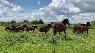 Табун Владимирских маток