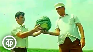 К уборке урожая арбузов. Новости. Эфир 3 августа 1979