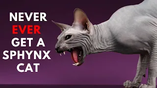 11 Reasons Why You should NEVER EVER Own A Sphynx Cat