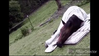 Милые,смешные и красивые лошади❤🐴