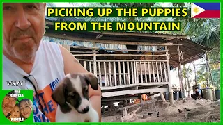 V577 - PICKING UP THE PUPPIES FROM THE MOUNTAIN FARM PHILIPPINES - THE GARCIA FAMILY