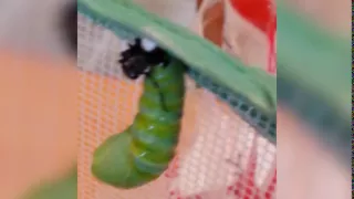 Monarch butterfly caterpillar to cocoon metamorphosis (time lapse)