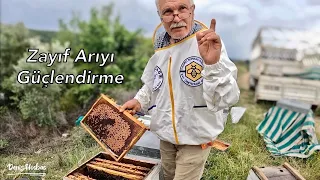 Zayıf Arıyı Güçlendirme. Zayıf Arı Nasıl Güçlendirilir / Arıcılık