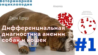 Дифференциальная диагностика анемии собак и кошек. Часть 1