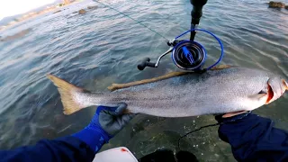 Reef Fishing / Targeting Cape Salmon  and Kob / Some Deep Reef Swimming and Scary Predators
