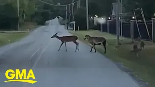 Sheep tries to blend in with the deer l GMA