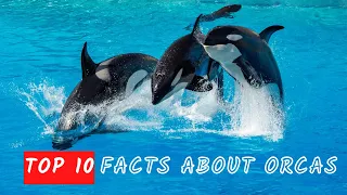 Top 10 Surprising Facts About Orcas You Never Knew! | Top 10 Facts About Orcas - Facts About Orcas