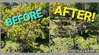 Pruning Custard Apple For Compact Size & Early Fruit (Atemoya)