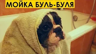 КАК ПОМЫТЬ ФРАНЦУЗСКОГО БУЛЬДОГА: МОЙКА БУЛЬ-БУЛЯ