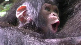 Meet Cutetst Shimps In The World : Baby Chimpanzee VS Chimpanzee Male