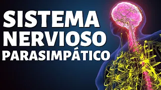 El SISTEMA NERVIOSO PARASIMPÁTICO: funciones, partes y conexiones🧠