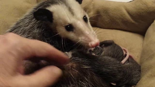 Opossum habitat