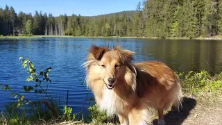 Wandern und Ausflugsziele mit Hund in Franken Teil 2 - Sheltie Evoli