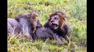 Lion Killing Lion - Death of Bob Junior Lion