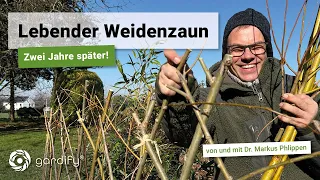 Lebender Weidenzaun - Zwei Jahre später! Update Weidenstecklinge | gardify Tipps