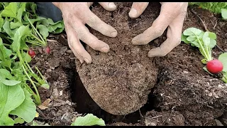 What does no-till soil look like after 7 years of intensive farming?