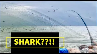 Chasing Birds and I Caught a SHARK Surf Fishing [Part 1 of 2]