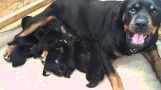 Rottweiler Puppies with Mom 1 week old