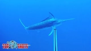 Spearfishing Black Marlin - Full Story