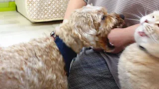 大好きなお姉さんに貰ったお土産をめぐって犬がこうなりました【プーチー&スコティッシュフォールド】