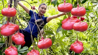 How to harvest RED eggplants to sell at the market | Gardening and cooking