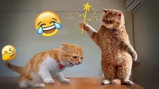 🤣😅 Best Cats Videos ❤️😘 Funny Animal Moments # 57