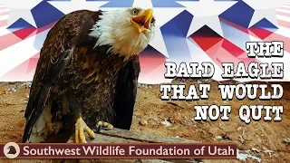 The Bald Eagle That Would Not Quit | Bald Eagle Rescue Short Film | Wildlife Documentary