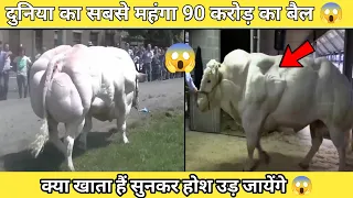 90 करोड़ का बैल | जो खाता हैं सुनकर हैरान रह जाओगे 😳 |#shorts