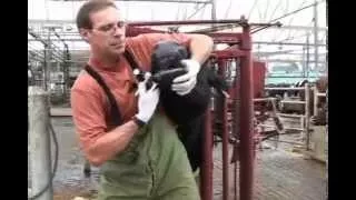 Administering Oral Medications to Dairy Cows