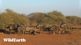 WildEarth - Sunrise Safari -  4 July 2023