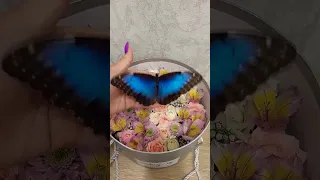 голубая морфо. букет с бабочкой. живые бабочки. оригинальные букеты. оригинальные подарки. бабочки
