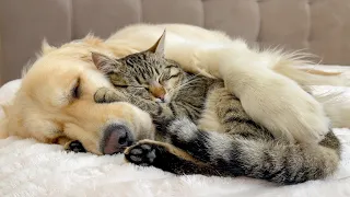 Adorable Golden Retriever and Cute Cat Attacked by Sweet Sleep