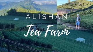 ALISHAN TEA FARM|TAIWAN VLOG|AI SHA VLOG