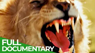 Wildlife Laws: The Better Hunter Wins | Free Documentary Nature