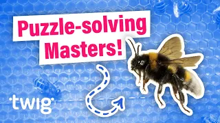 How Smart Do You Think Bees Are? | Twig Science Reporter