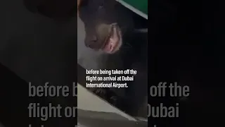 Bear escapes from crate in cargo hold of passenger flight to Dubai