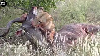 Lion Take Down Male Kudu - Animal Fighting | ATP Earth