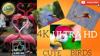 ULTIMATEL BIRDS COLLECTION 4K TV  HDR 60FPS ULTRA HD - BIRDS RELAXING MUSIC