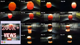 Egg candling from day 3 to 18 [Chicken Eggs]