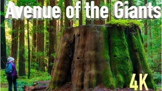 Avenue of the Giants | Redwoods State Park | Full Tour