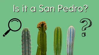 Identifying San Pedro Cacti | Top 5 San Pedro Cactus Imposters!