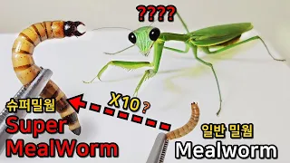 I Gave a Super Mealworms To The Praying Mantis, And The Mantis Reaction Was Amazing!